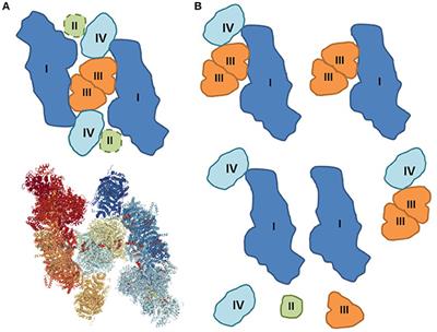 Current Challenges in Elucidating Respiratory Supercomplexes in Mitochondria: Methodological Obstacles